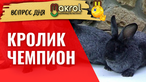 ?Чем хорош кролик СЕРЕБРО #Макляк #Макрол