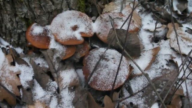 Немного зимних опят смотреть онлайн