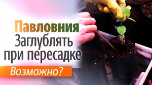 Можно заглублять Павловния при пересадке?