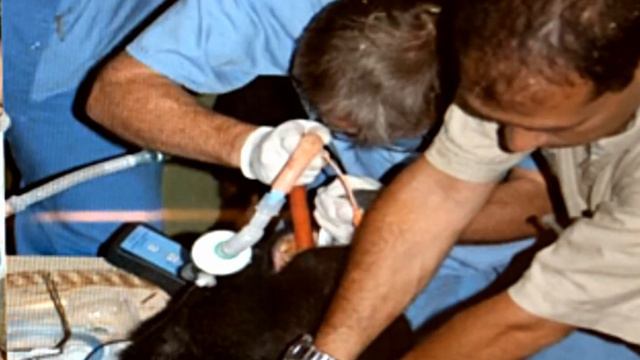 Международный конгресс «Новое в лечении бесплодия» смотреть онлайн