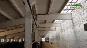 Орошение в коровнике