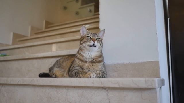 Свинья смотреть онлайн