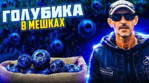 Голубика в мешках.