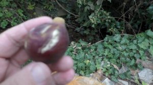 Инжир .Кальдерона и СС. 23