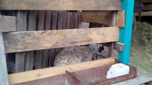 Овца не хочет кормить ягненка. Что делать?