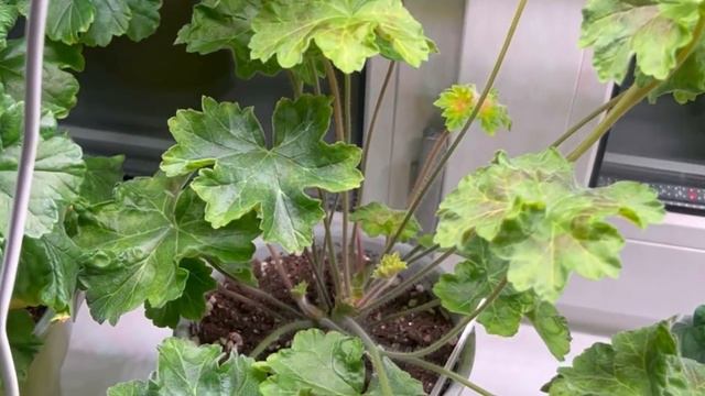 Сортовые пеларгонии , занартики в квартирных условиях.         10 января 2024 г. смотреть онлайн