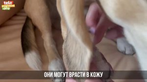 Как постричь когти собаке - видео