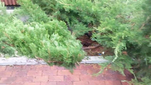 Формирую можжевельник в стиле "лилия" смотреть онлайн