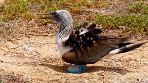 Животные эндемики Endemic animals