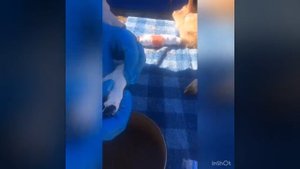 Как наложить гипс ягнёнку. Открытый перелом у ягнёнка