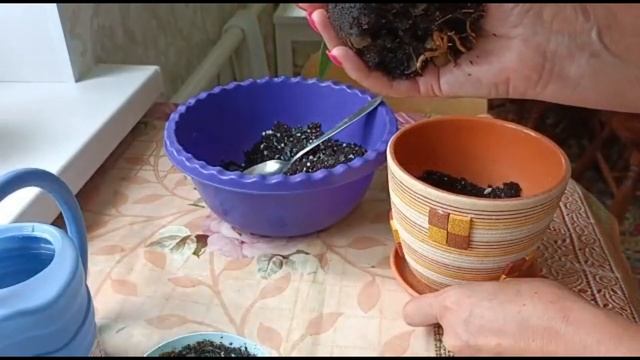ПАЛЬМА ХАМЕРОПС. ПЕРЕСАДКА И УХОД В ДОМАШНИХ УСЛОВИЯХ