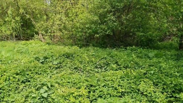 Влог/Лайфхак: Где я беру маски/Немного о книге Радикальное прощение/Лес смотреть онлайн