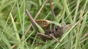 Кузнечик зеленый