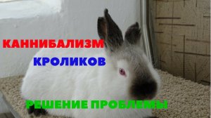 Крольчиха съедает крольчат, отгрызает уши. Каннибализм кроликов