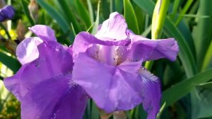 Хрустальная мечта 1 - 4 серии (сериал 2021)