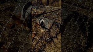 Барсук и курица