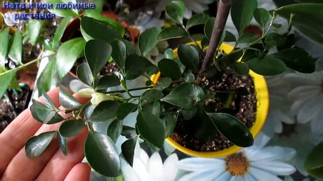 Красавица муррайя - и вновь начинает цветение , поднимая настроение ! смотреть онлайн