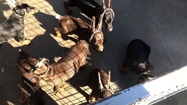 Doberman puppies - Betelges kennel смотреть онлайн