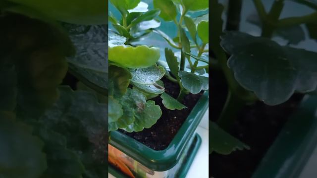 КАК ДОБИТЬСЯ ЦВЕТЕНИЯ КАЛАНХОЭ, КАЛАНДИВЫ смотреть онлайн