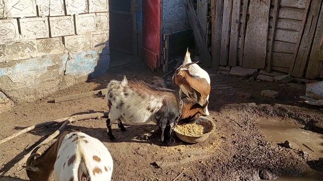 Такого мы НЕ ОЖИДАЛИ! Опорос Лели ШОКИРОВАЛ! Покрыли Нику, закупили сено