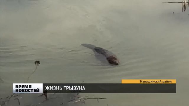 БОБРЫ, БОБРИХИ И БОБРЯТА смотреть онлайн