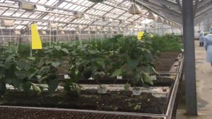 Как без земли вырастить редис ???