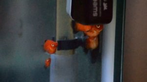 Дисковая пецилия