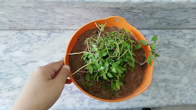 Top permanent hanging plants/Outdoor/Indoor plants/plants for hanging baskets part_2