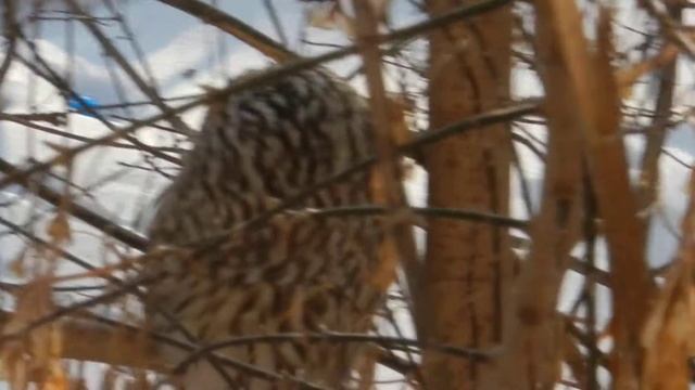 сова во Владивостоке смотреть онлайн