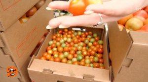 Додо Пицца. Как мы выращиваем томаты черри