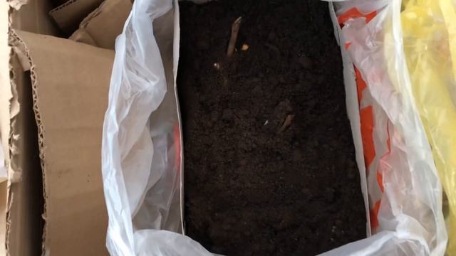 Что с моими пионами ИТО-гибриды Спустя две недели смотреть онлайн