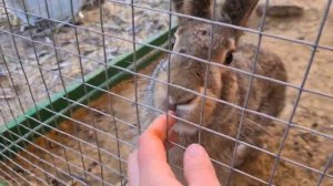 Мазай вернулся после конференции - пойдем навестим русачков.