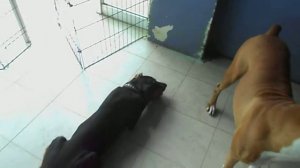 Mis pequeños Doberman a sus casi cuatro meses