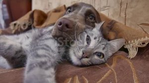 Кошка и собака спят обнявшись.