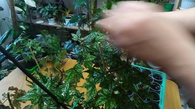 Комнатные цветы. Обрезка и формирование кустиков каудексной и древовидной бегонии. смотреть онлайн