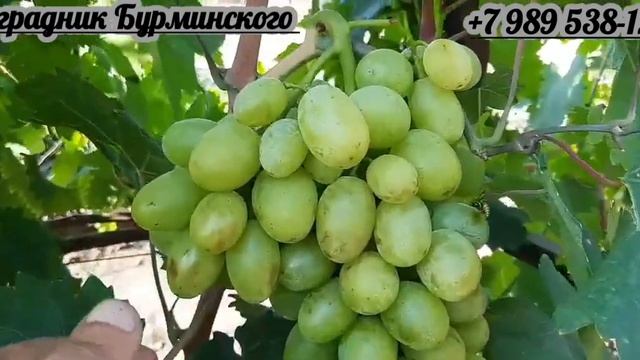 ГФ. Винограда ВАСИЛИСА 2 (Калугин В.М.). смотреть онлайн