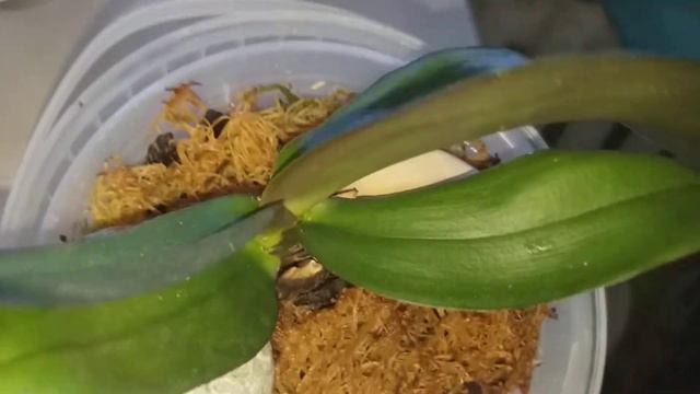 Детка орхидеи Фламинго Джаз.Какие новости у нее?🍀 смотреть онлайн