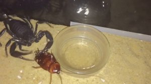 Androctonus Crassicauda, Arabian Fat Tailed Scorpion, Periplaneta Americana, Feeding.