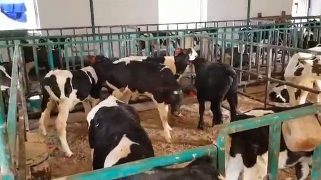 бычки холмогоры от 13 тысяч рублей смотреть онлайн