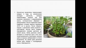 ХРИЗАНТЕМА КОМНАТНАЯ