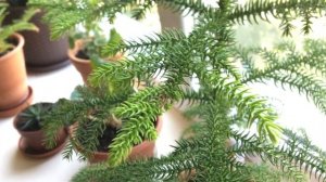 МОИ ТЕНЕВЫНОСЛИВЫЕ КОМНАТНЫЕ РАСТЕНИЯ! НЕБОЛЬШАЯ КОЛЛЕКЦИЯ С НУЛЯ! КОМНАТНЫЕ ЦВЕТЫ В ГОРШКАХ!