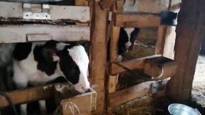 Продал бычков. Купил бычков.