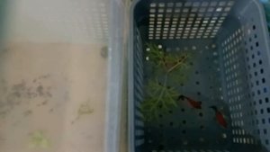 Аквариумные рыбки,пецилия редиска,дали малька.