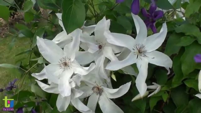 Clématite Beautiful Bride By Pépinières Travers смотреть онлайн
