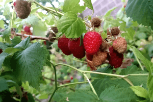 Малина обыкновенная, однократно плодоносящая. Как обрезать?