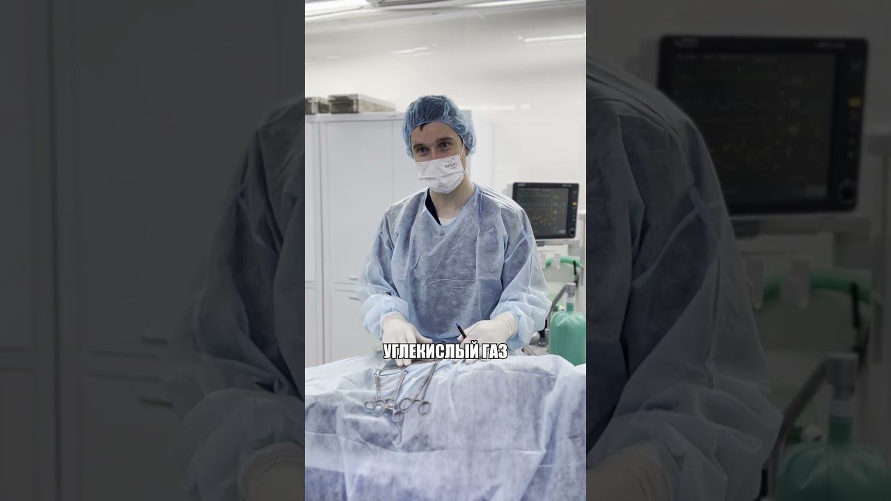 Надули собаку углекислотой -лапароскопия без разрезов #операция #лабрадор #стерилизация #ветеринария смотреть онлайн