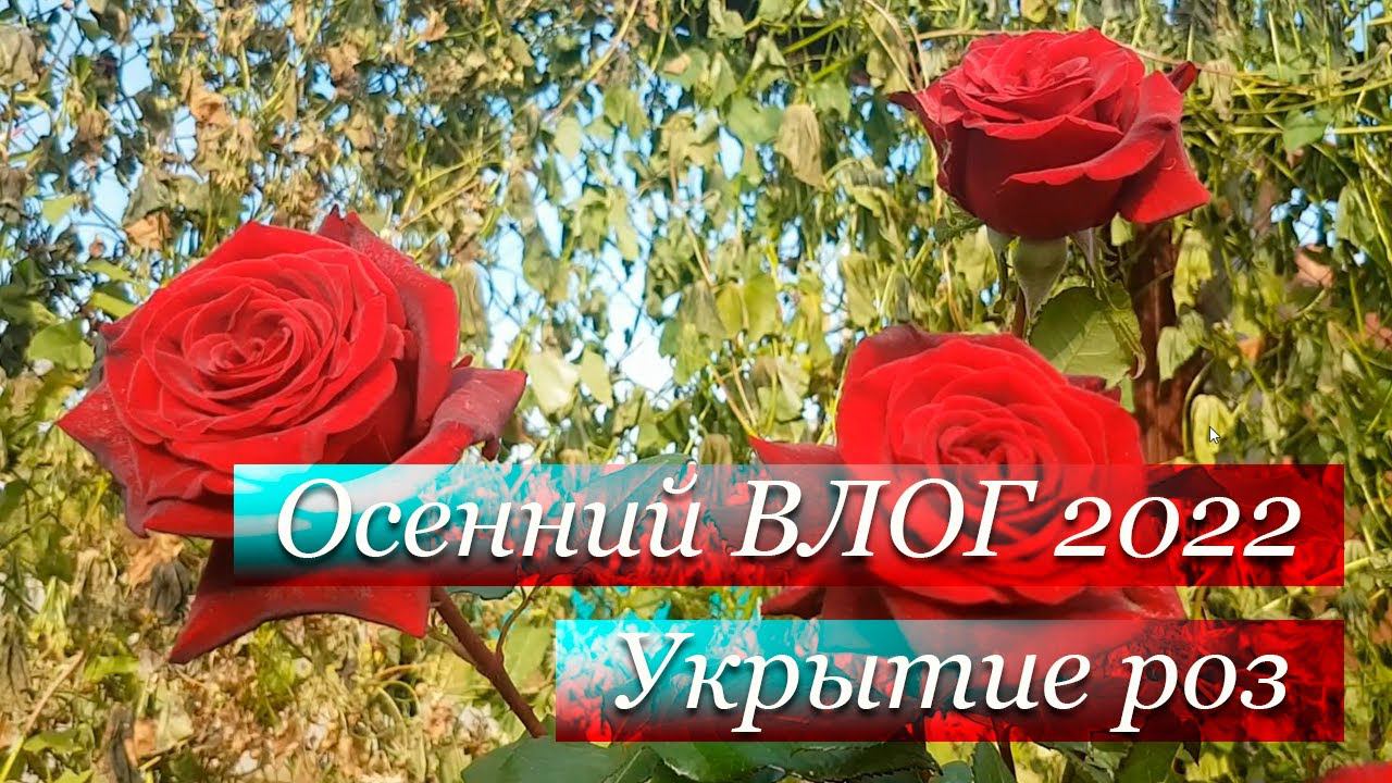Розы Осенью 2022 // Укрыли Розы на Зиму