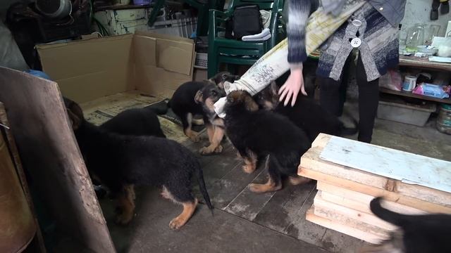 Продаются МОКРЫЕ БАНДИТЫ! Щенки Немецкой Овчарки 2.5 мес. от Рэкса и Ники. Одесса. смотреть онлайн