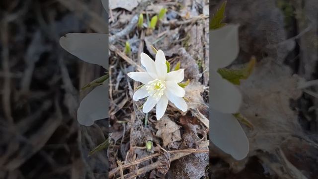 Ветреница белая