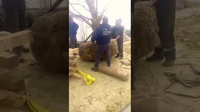 Садим японский клён смотреть онлайн